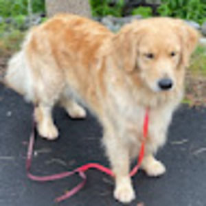 Meet your Posher, Ada